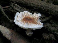 Lepiota cristata