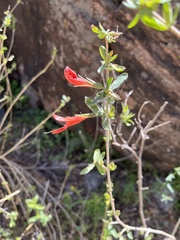 Anisacanthus thurberi
