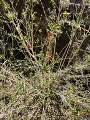 Anisacanthus thurberi