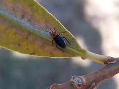 Aspidobothrys ruficeps