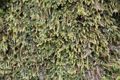 Herzogiella striatella