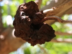 Ravenelia platensis