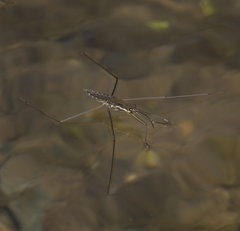 Aquarius chilensis