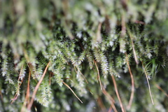 Herzogiella striatella