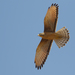 Butastur Buzzards - Photo (c) Paul Cools, some rights reserved (CC BY-NC), uploaded by Paul Cools