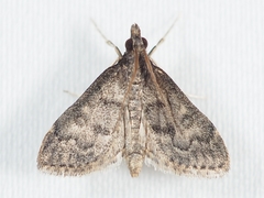 Steniodes declivalis