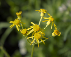 Packera pseudaurea