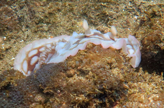 Asteronotus cespitosus