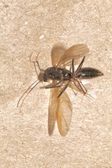 Hymenoptera