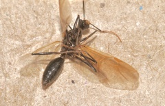 Hymenoptera