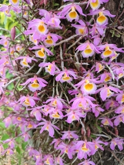 Dendrobium loddigesii