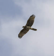 Parabuteo unicinctus unicinctus