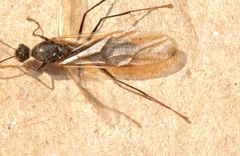 Hymenoptera