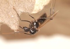 Hymenoptera