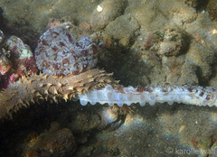 Holothuria impatiens