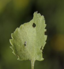 Packera pseudaurea