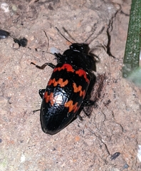 Pselaphacus curvipes