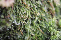 Herzogiella striatella