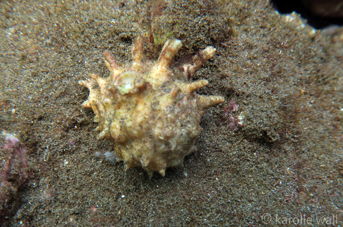 Drupa rubusidaeus observed 2018-11-23