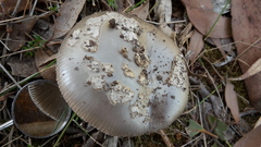 Amanita cheelii
