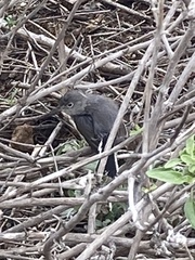 Polioptila californica