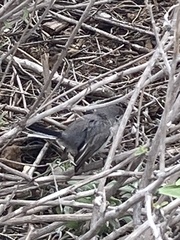 Polioptila californica