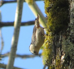 Sitta carolinensis aculeata