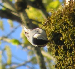 Sitta carolinensis aculeata