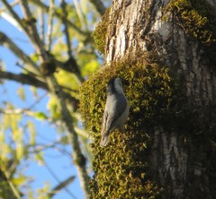 Sitta carolinensis aculeata