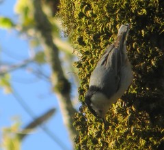 Sitta carolinensis aculeata