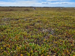 Charadrius obscurus obscurus