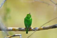 Todus multicolor