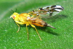 Strauzia longipennis