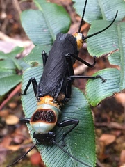 Thaumatoperla robusta