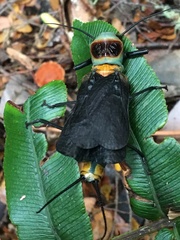 Thaumatoperla robusta
