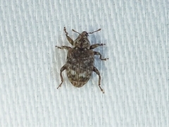 Conotrachelus recessus