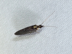 Sympherobius occidentalis