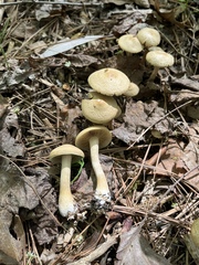 Agrocybe smithii