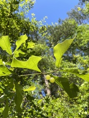 Amphibolips quercusracemaria