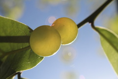 Amphibolips quercusracemaria