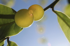 Amphibolips quercusracemaria