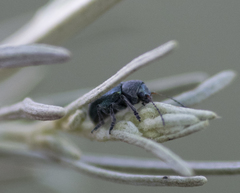 Colaspidea smaragdula