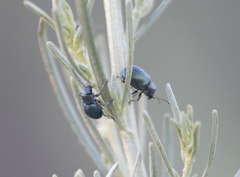 Colaspidea smaragdula