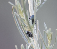 Colaspidea smaragdula