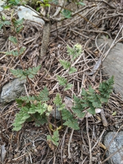 Cheilanthes nudiuscula