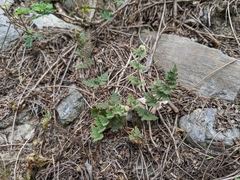 Cheilanthes nudiuscula