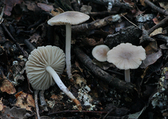 Marasmius albogriseus