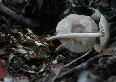 Marasmius albogriseus