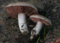 Agaricus incultorum