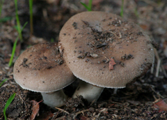 Agaricus incultorum